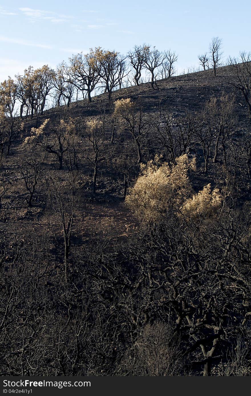 Desolate view of the remains of a forest after a fire. Desolate view of the remains of a forest after a fire.