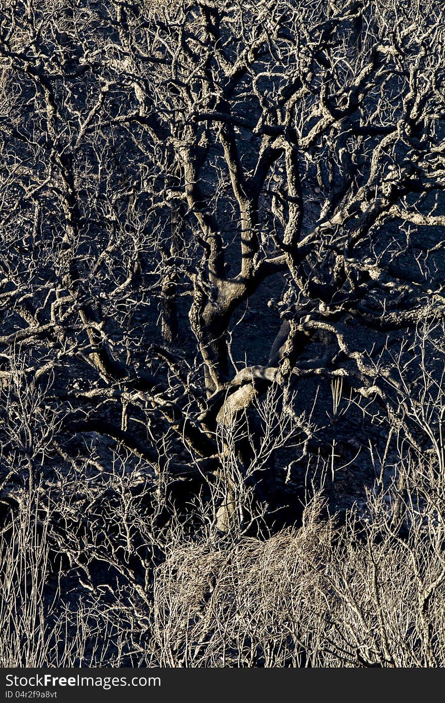 Desolate view of the remains of a forest after a fire. Desolate view of the remains of a forest after a fire.