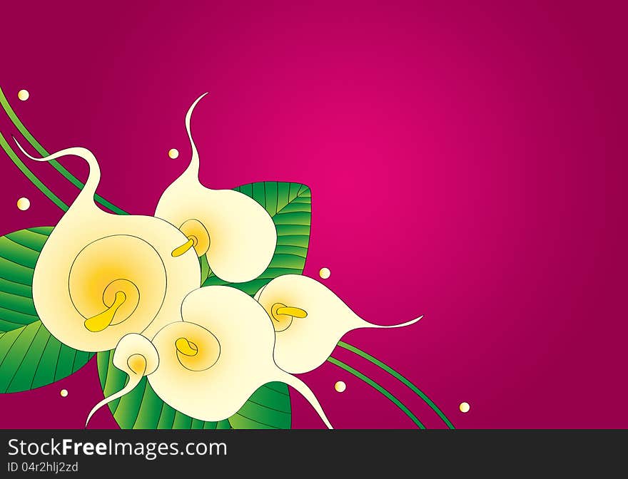 Calla lily floral background