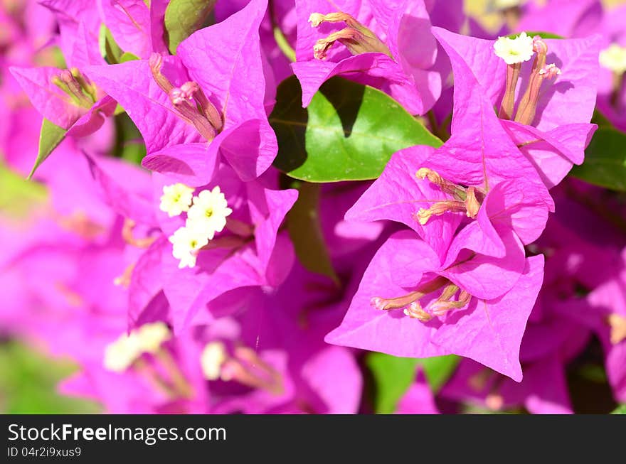 Pink flowers (bougainvillea) as a background. Pink flowers (bougainvillea) as a background