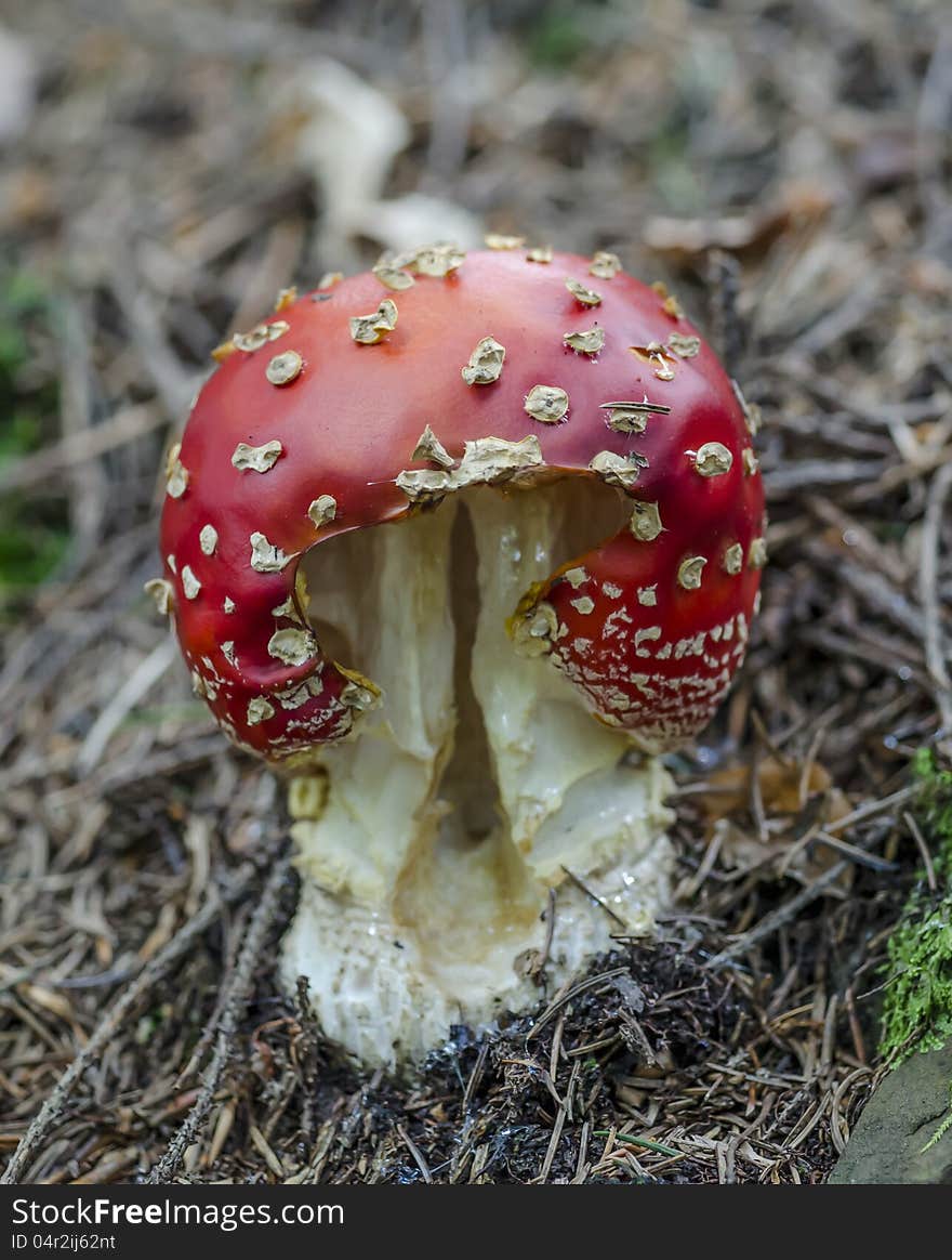 Fly agaric in forest under trees