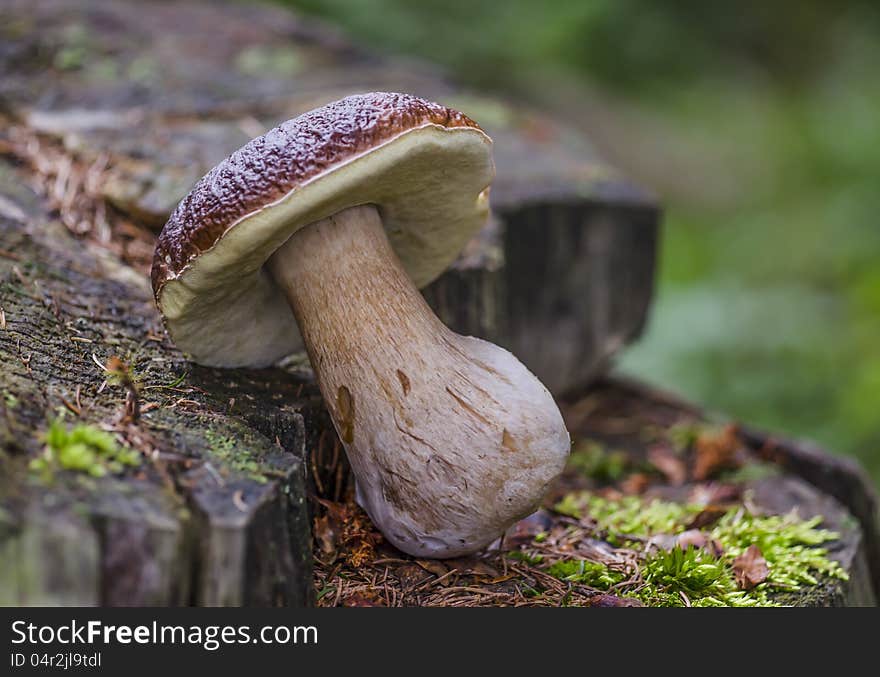 Boletus