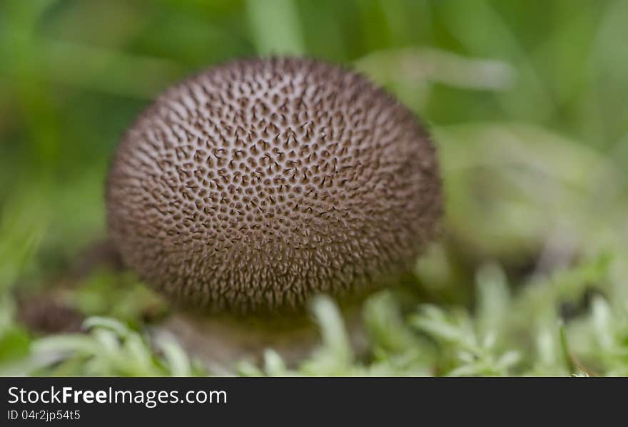 Puffball