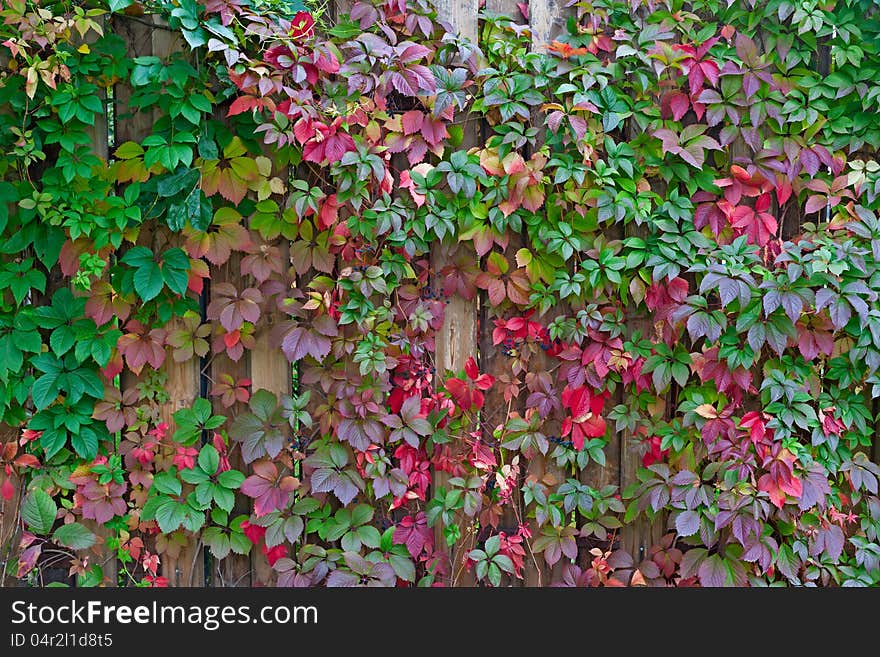 Autumn background, colorful leafs over  wooden fence