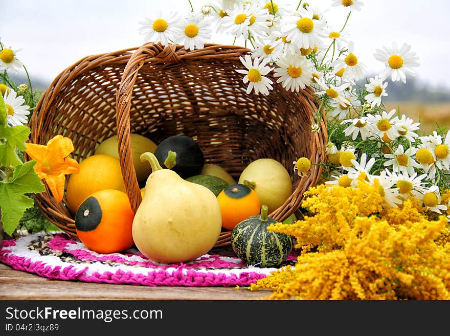 Capsized basket with small assorted gourds. Next to them are chamomiles and yellow flowers. Capsized basket with small assorted gourds. Next to them are chamomiles and yellow flowers.