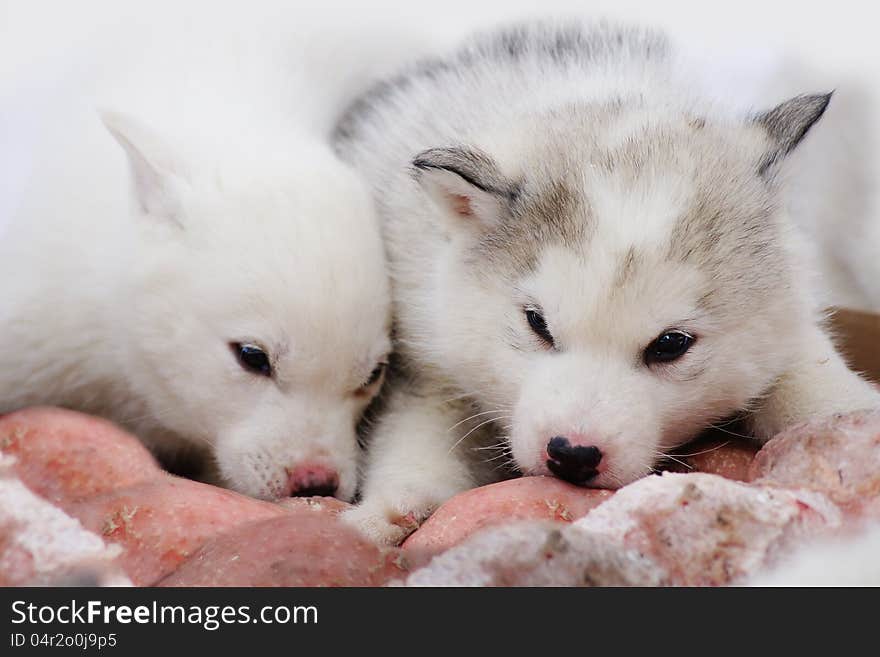 Two puppies of Siberian Huskies don't suffer lack of appetite even on a frost