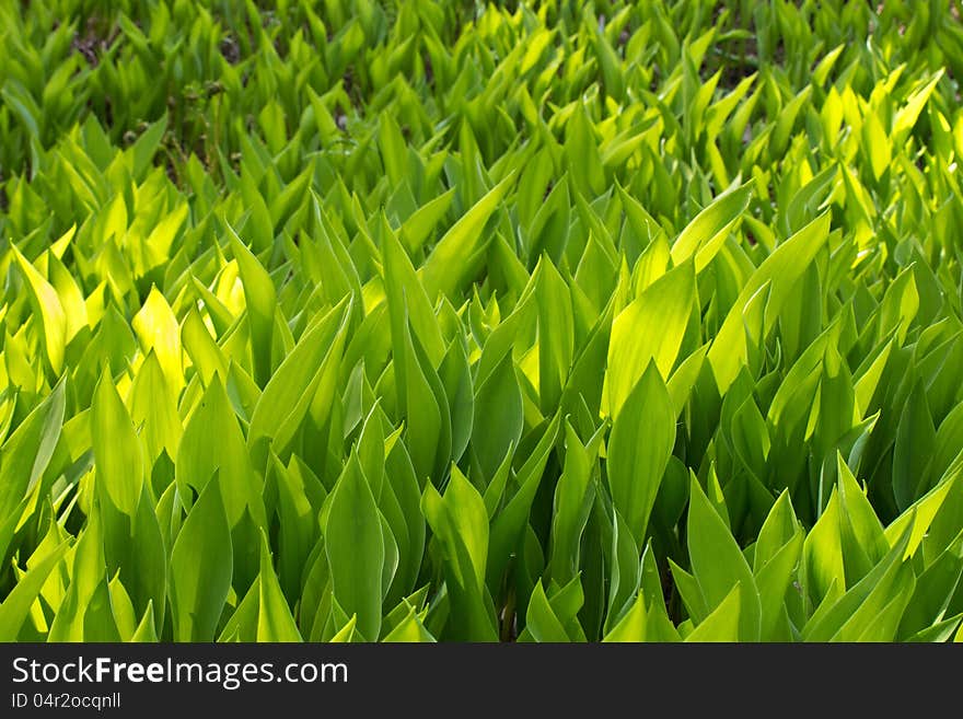 Lily of the valley closeup