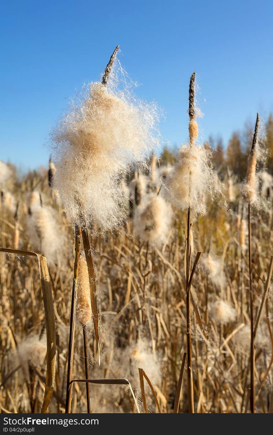 Autumn landscape. Cattails in the swamp.