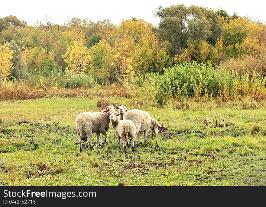 Sheep In The Pasture