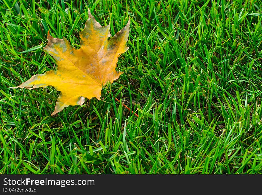 Yellow autumn leaf on green grass closeup. Yellow autumn leaf on green grass closeup