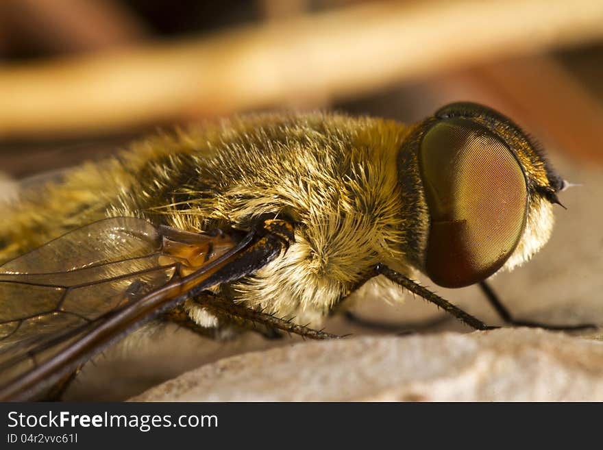 Bee Fly &x28;Villa hottentotta&x29