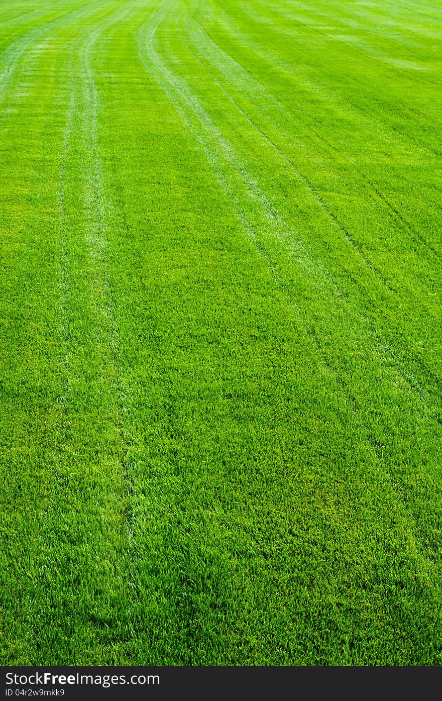 Striped green grass texture with perspective view