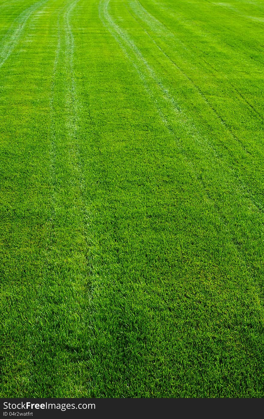 Striped green grass texture with perspective view