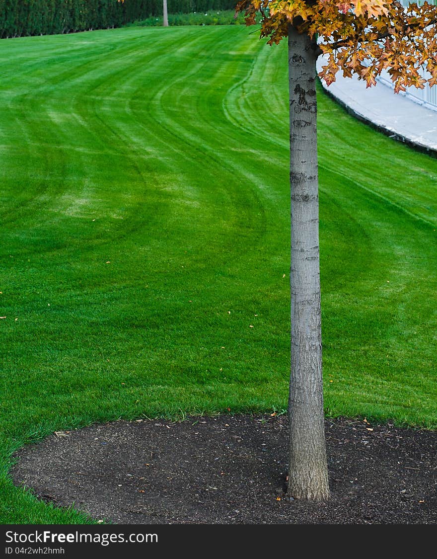 Tree trunk with green grass background. Closeup. Tree trunk with green grass background. Closeup