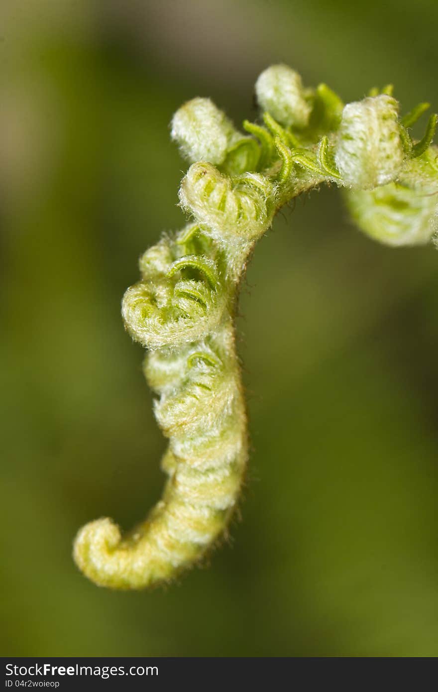 Curly young fern leaf