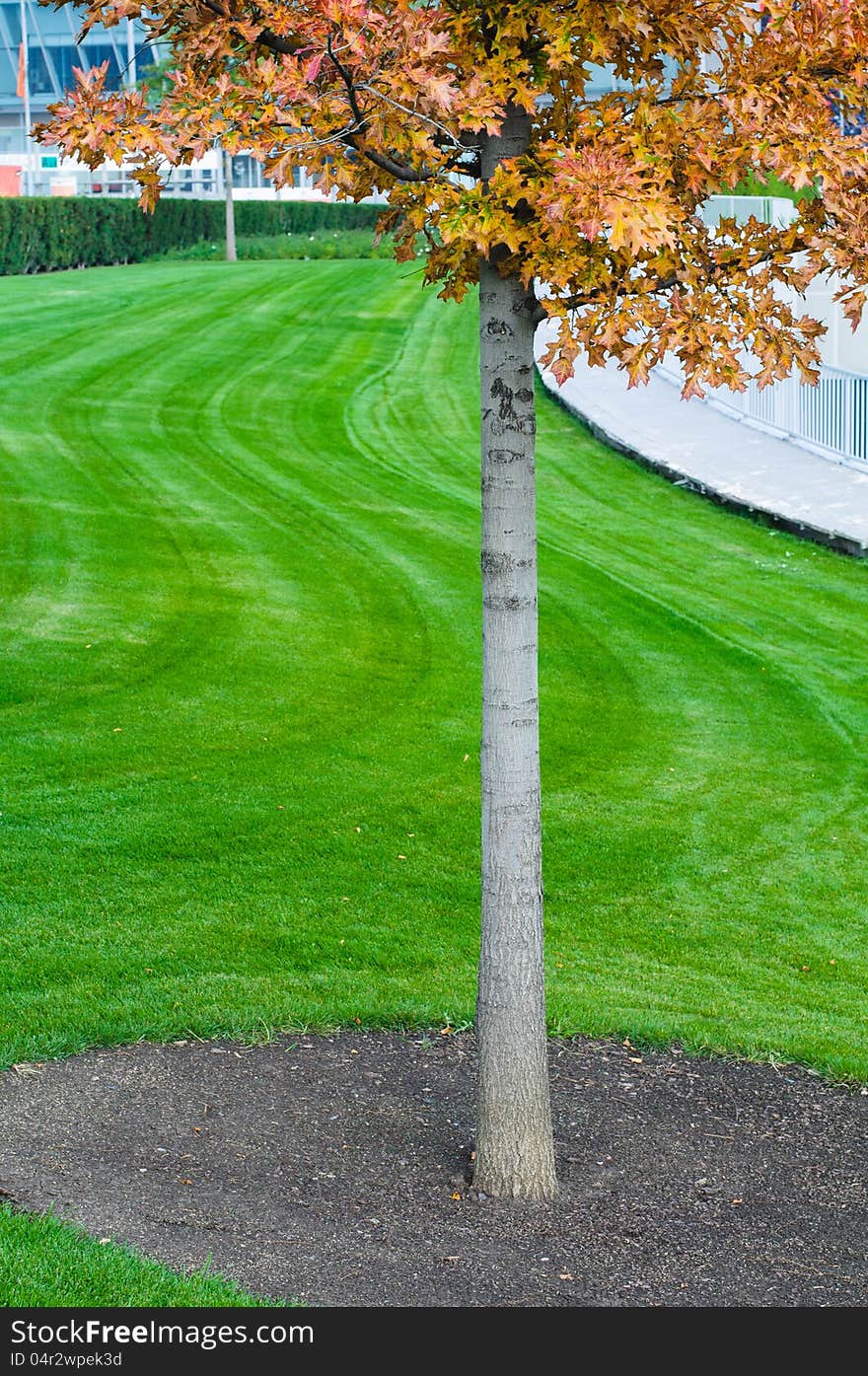 Tree trunk with green grass background. Closeup. Tree trunk with green grass background. Closeup