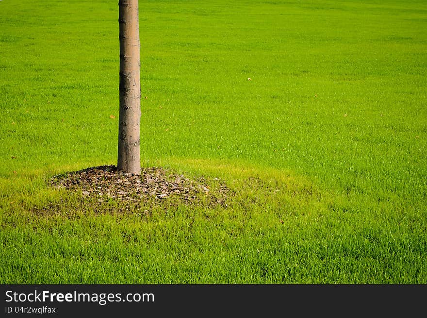 Tree trunk with green grass background. Closeup. Tree trunk with green grass background. Closeup