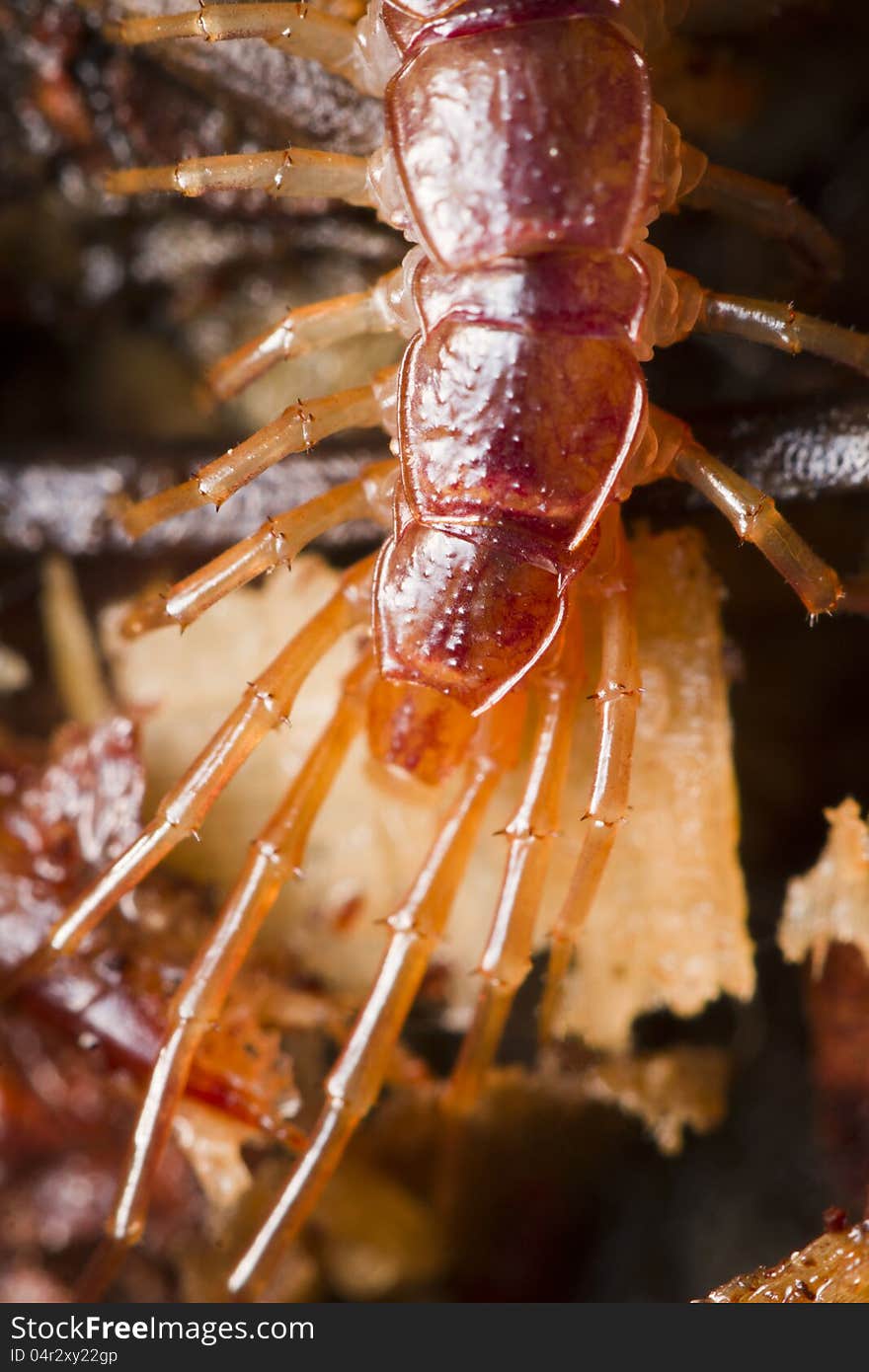 Close up view of a stone centipede on the ground.