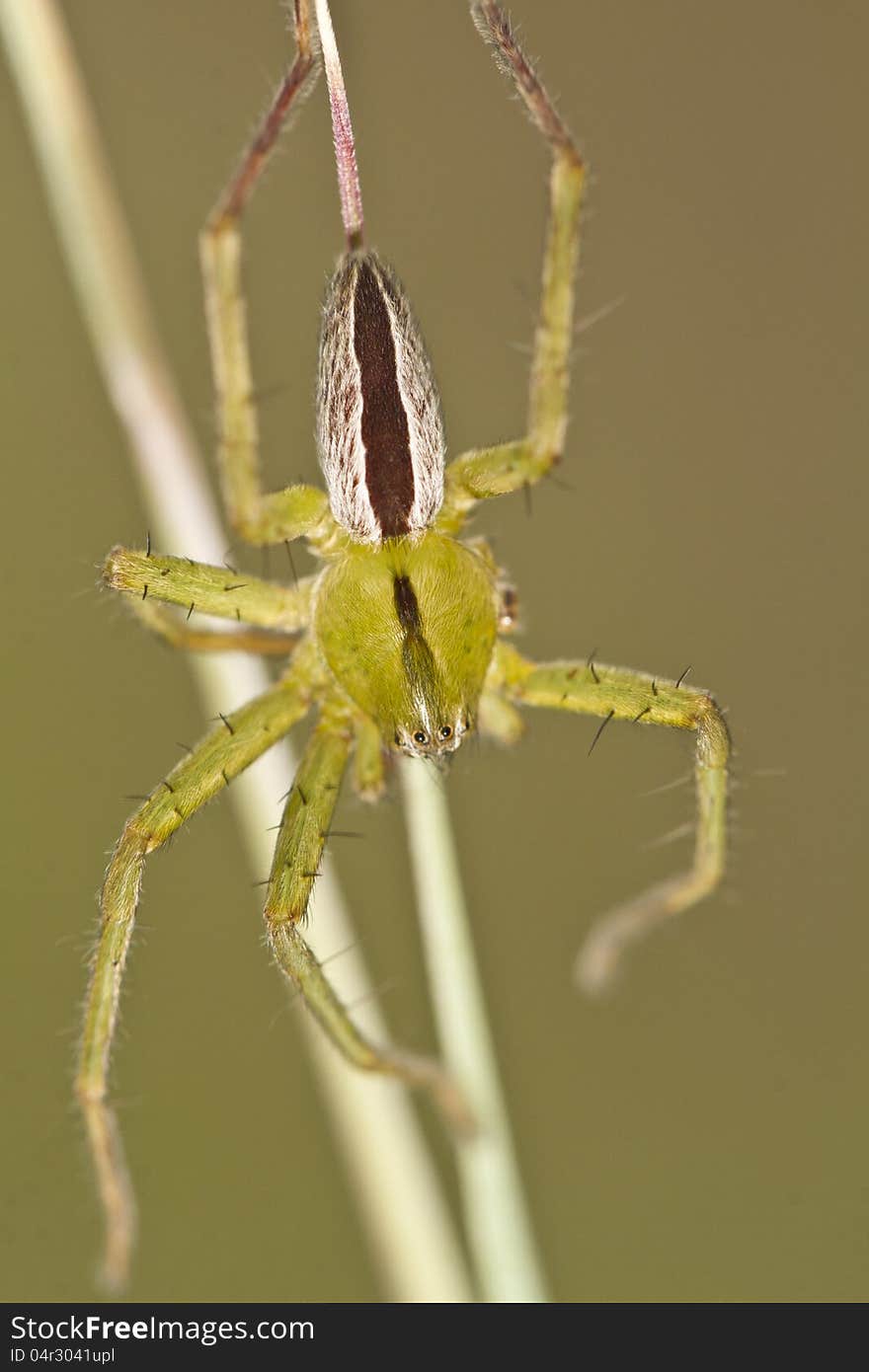 Close up view of beautiful green huntsman spider (Micrommata virescens). Close up view of beautiful green huntsman spider (Micrommata virescens).