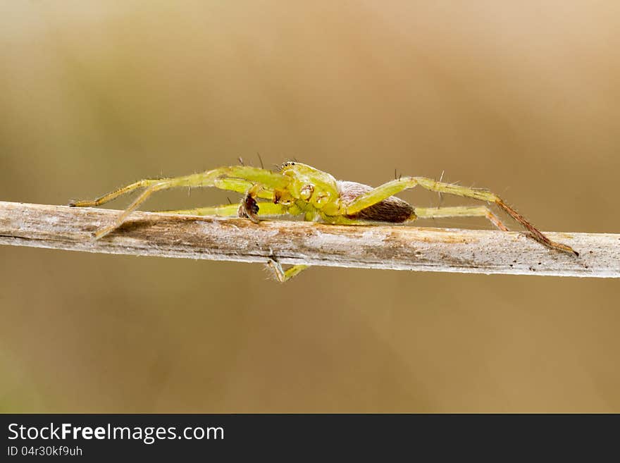 Close up view of beautiful green huntsman spider (Micrommata virescens). Close up view of beautiful green huntsman spider (Micrommata virescens).