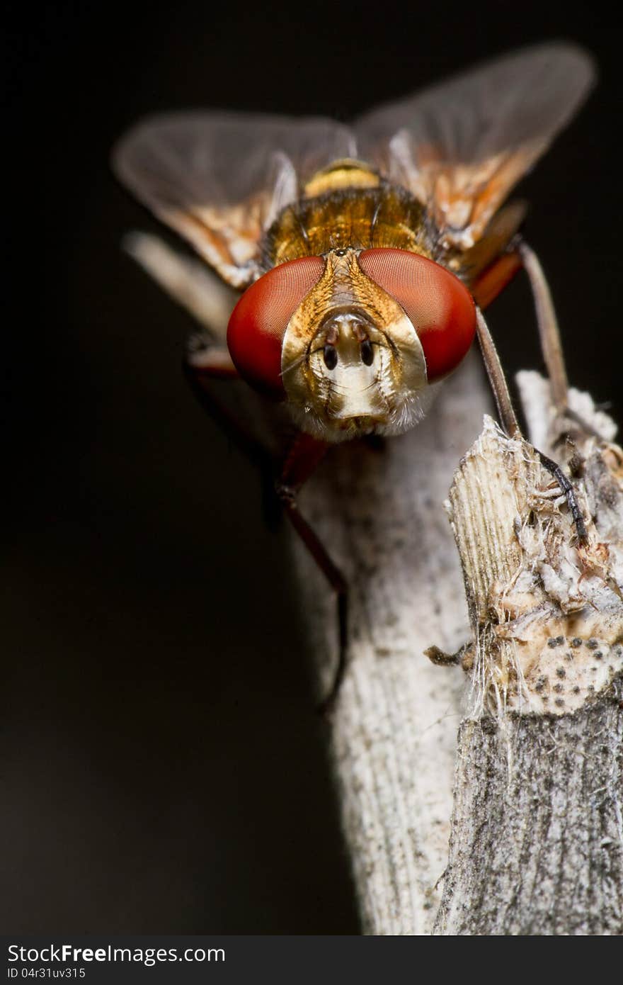 Close up view of the beautiful tachina fly.