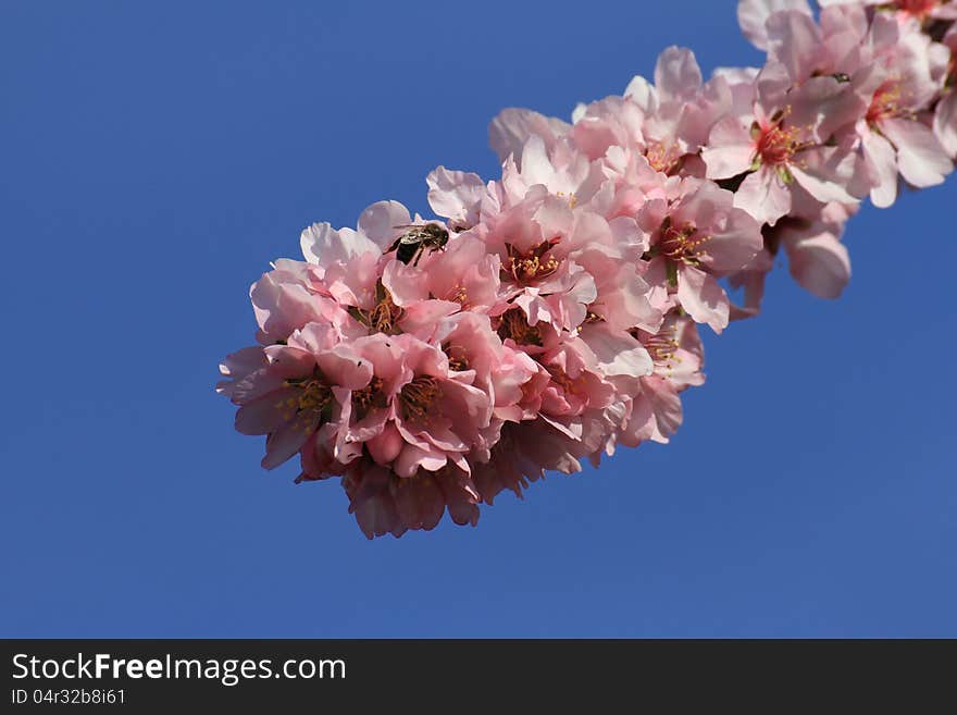 Rose flowers of the almond tree.