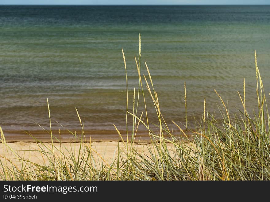 Sand dunes and reed at the beach