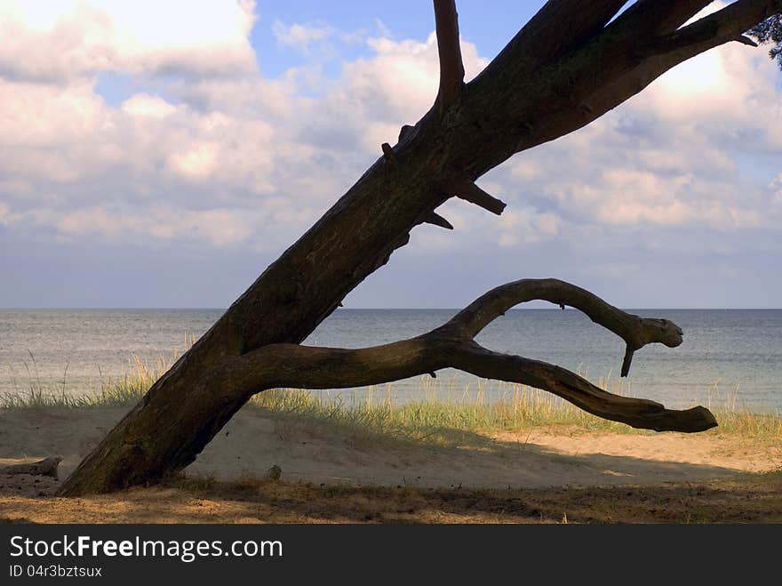 Tree at beach