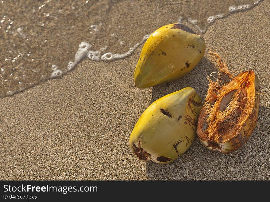 High resolution of coconut shells in tropical beach water