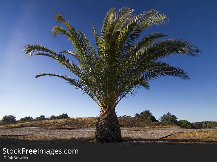 View of a Date Palm tree (Phoenix dactylifera) on a park. View of a Date Palm tree (Phoenix dactylifera) on a park.