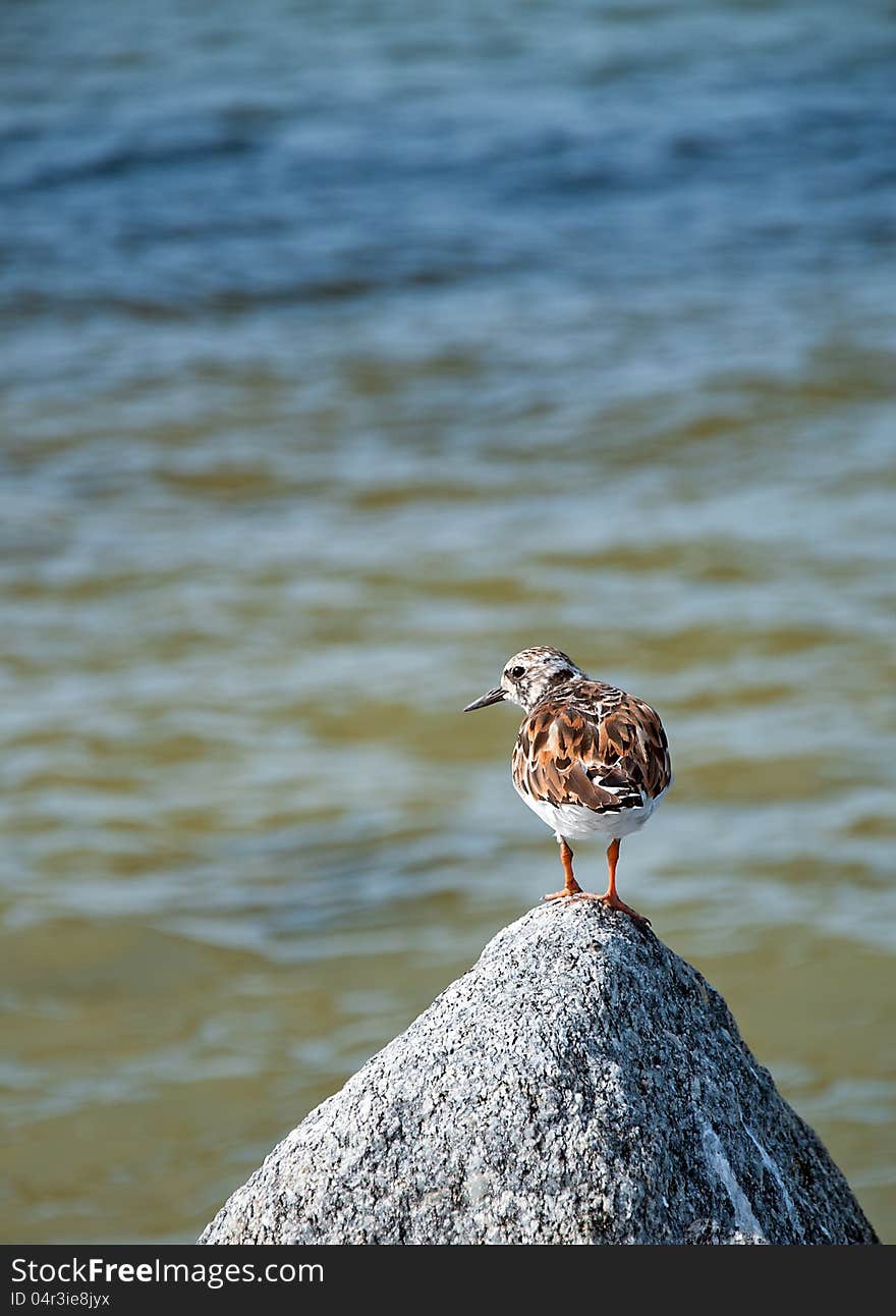 Bird on a Rock