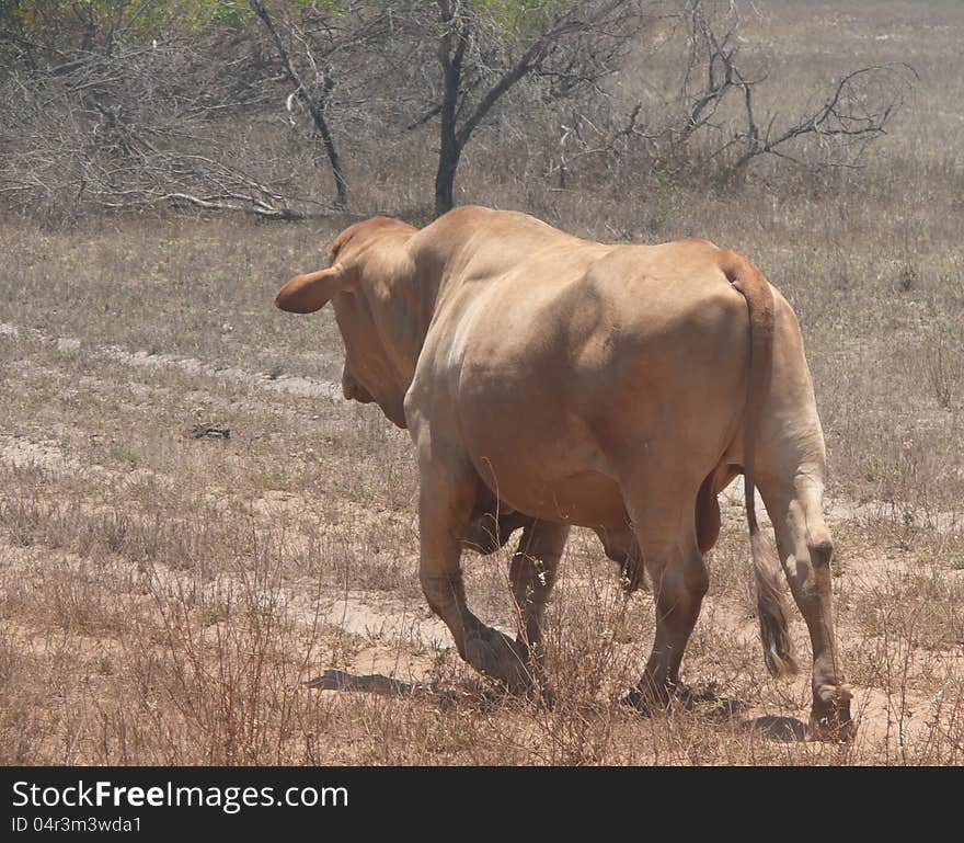 Oxen in Western Australia.