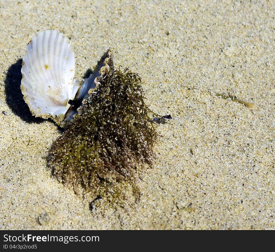 Open seashell with seaweeds attached on the beach. Open seashell with seaweeds attached on the beach