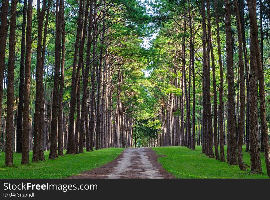 Pine Trails Park background in Maehongson