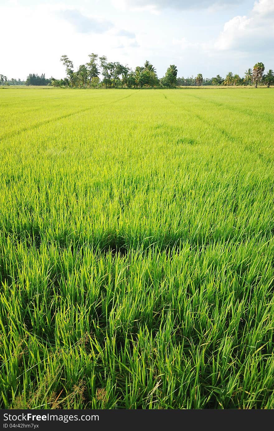 Rice Plantation