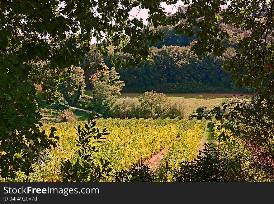 Rural landscape of italian hills, valley with rows of grapevine - vineyards for wine production in Emilia Romagna, Italy. Rural landscape of italian hills, valley with rows of grapevine - vineyards for wine production in Emilia Romagna, Italy