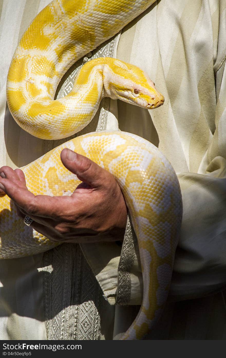 Close up view of a beautiful yellow python snake being maneuvered by a man.