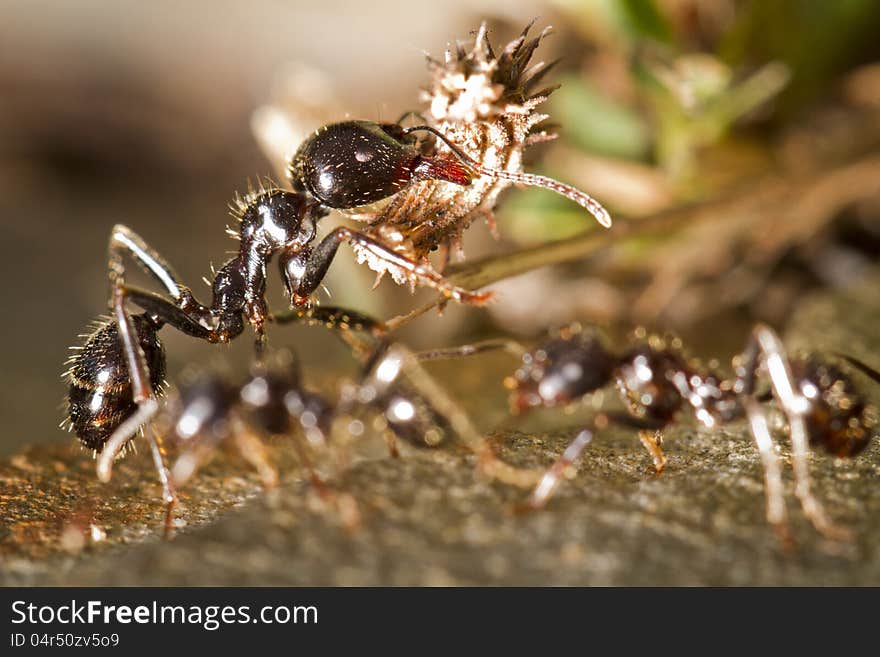 Worker ants