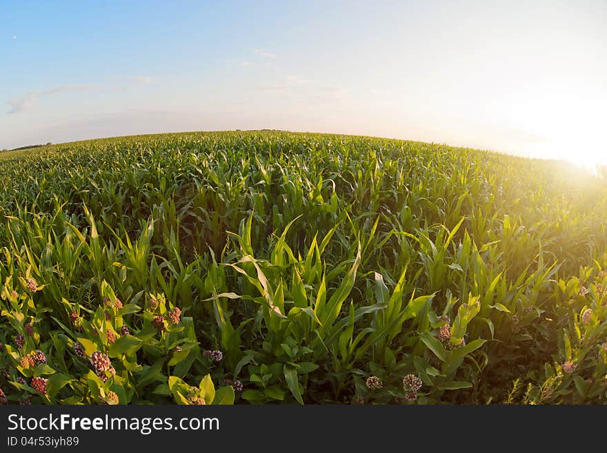 Field Of Corn