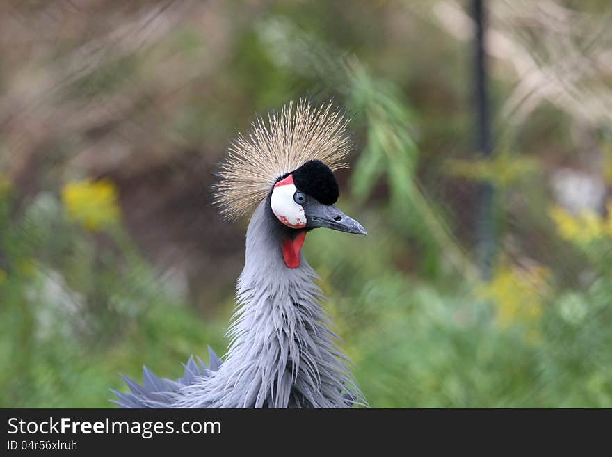 African Crested Crane closeup profile of head