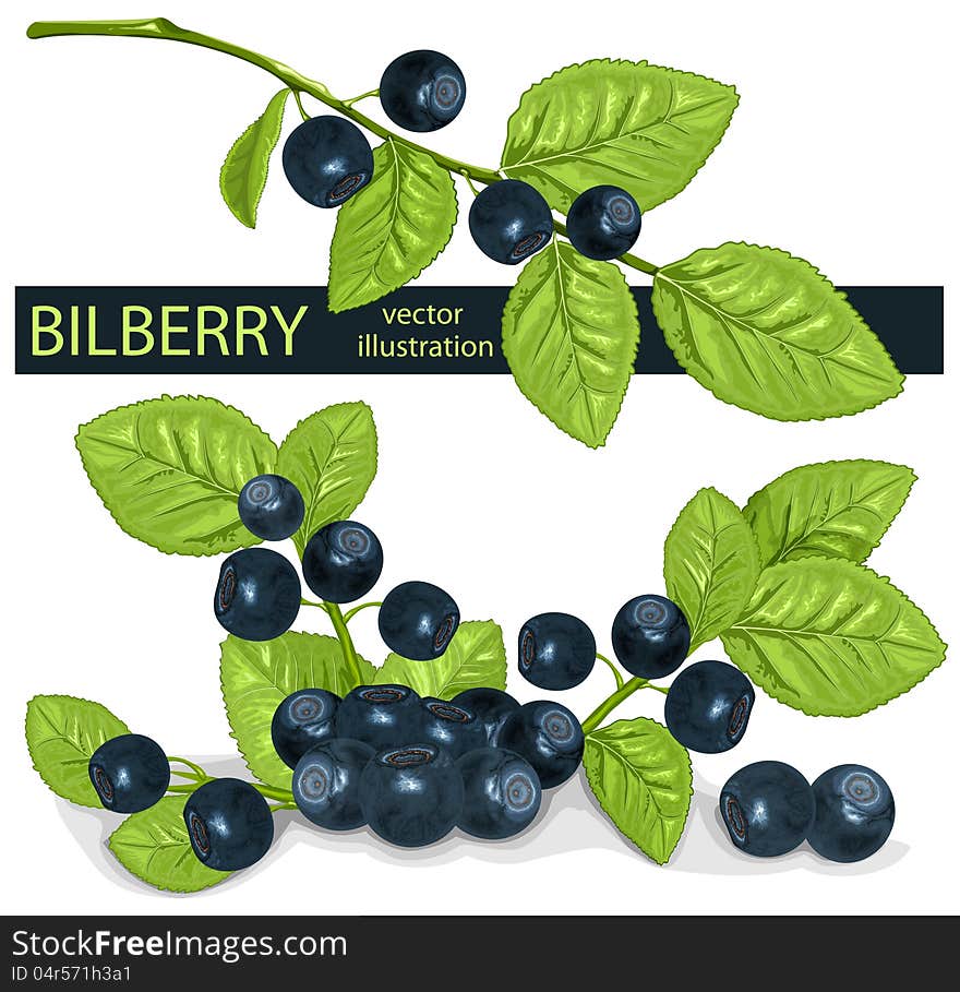 Bilberries &x28;blueberries&x29; with leaves.