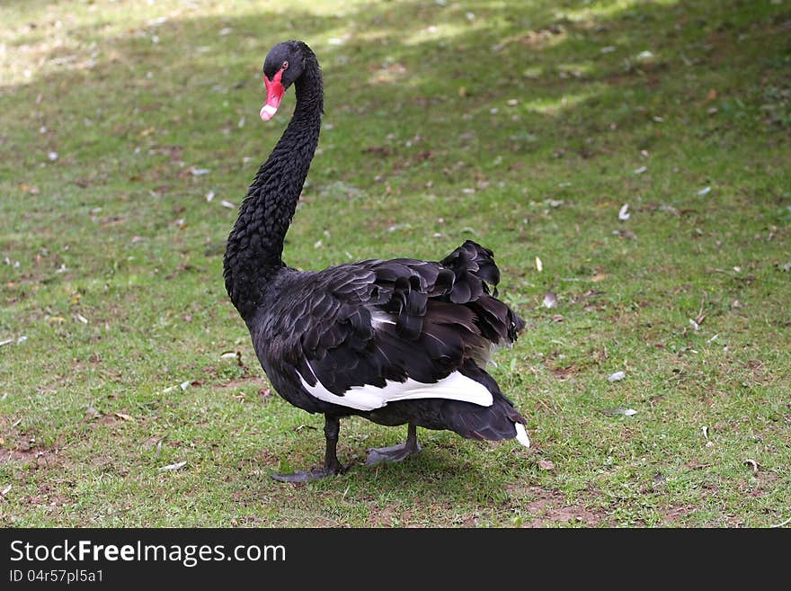 Black Swan in warning stance with young close by