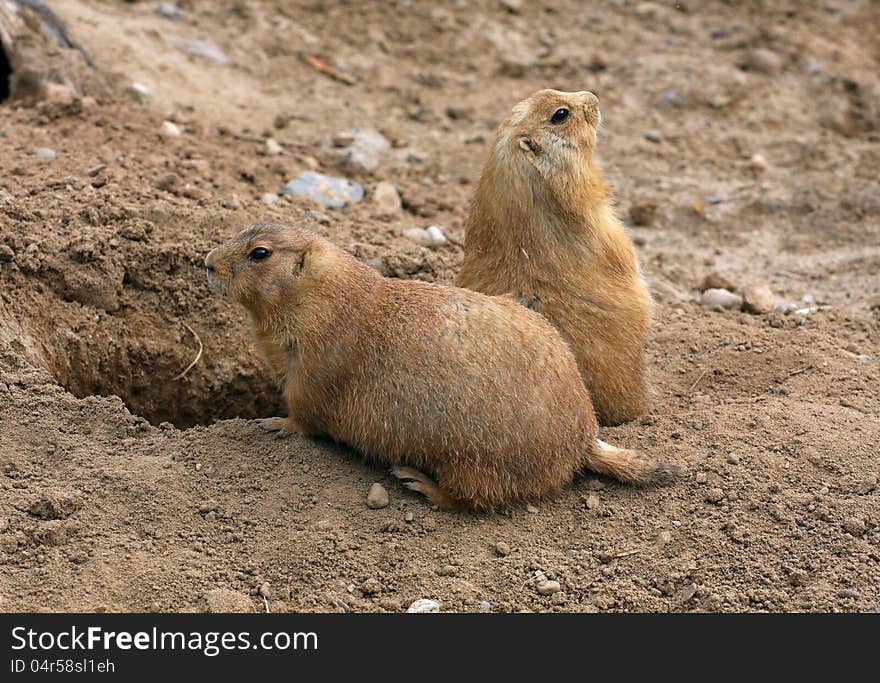 Black-tailed Prairie Dog