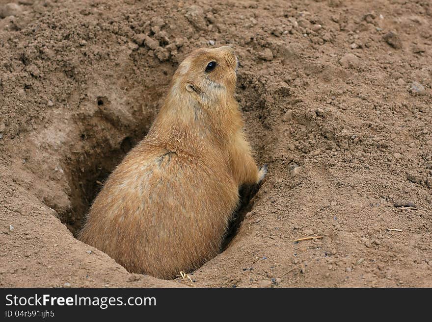 Black-tailed Prairie Dog