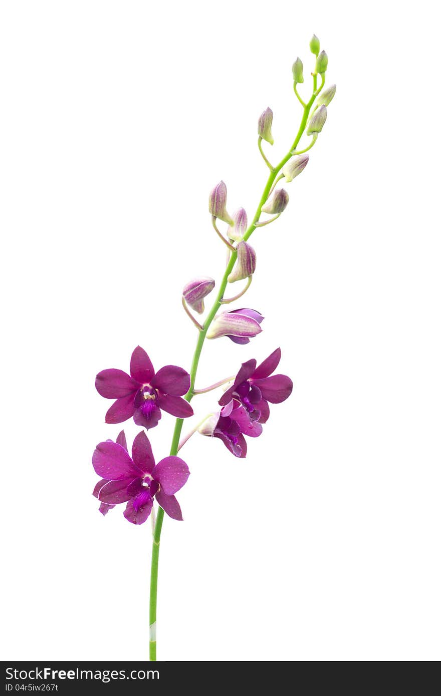 Dendrobium pompadour