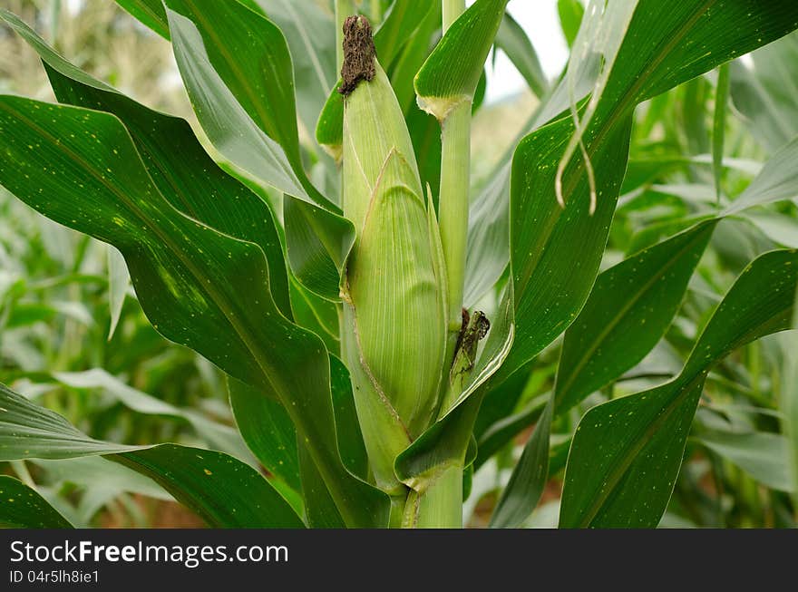 Field of corn in Thailand