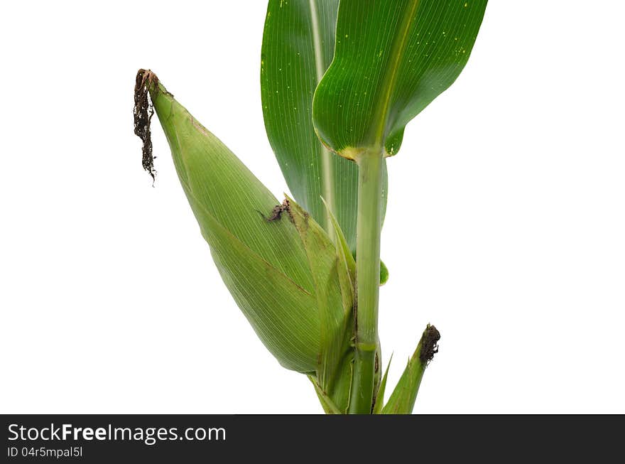 Raw corn isolated on white background