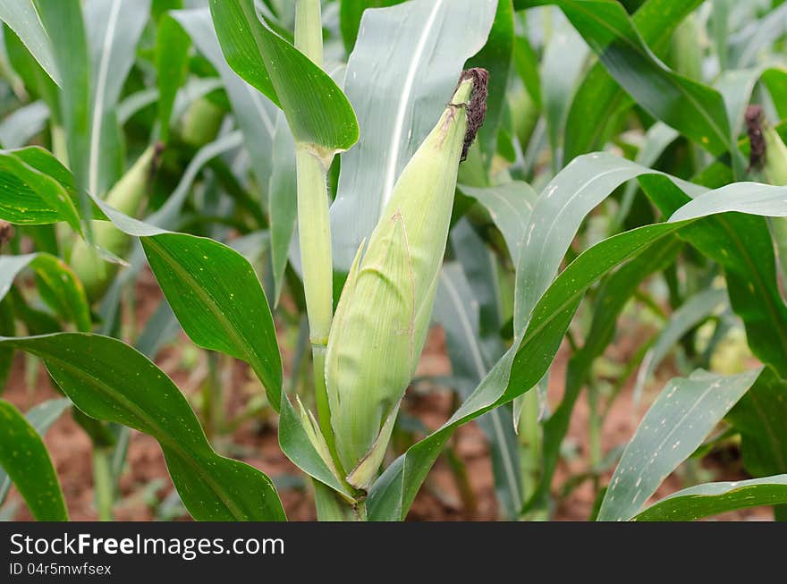 Field of corn in Thailand. Field of corn in Thailand