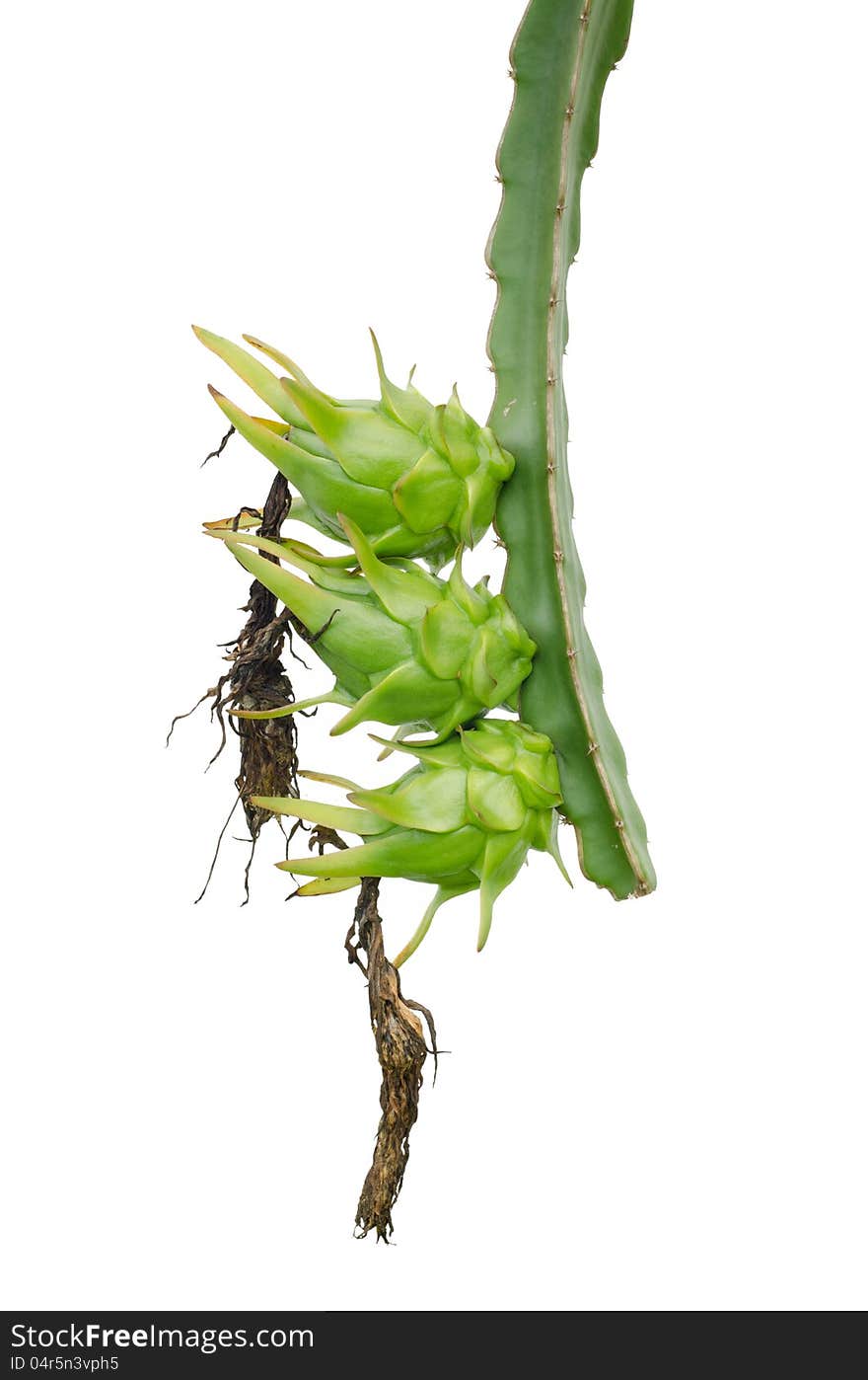 Raw dragon fruit hanging on tree isolated on white background