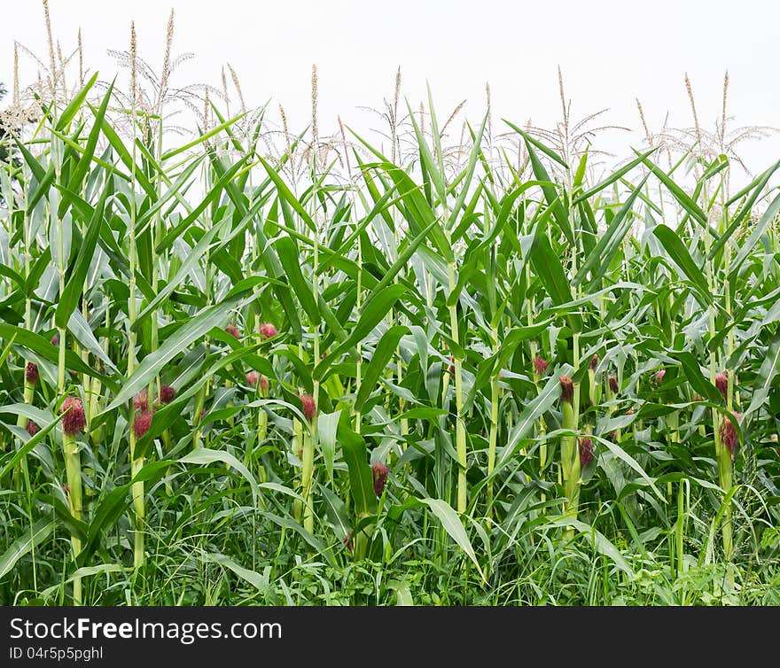 Corn field